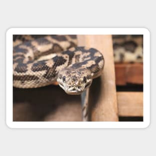 South-West Carpet Python Sticker